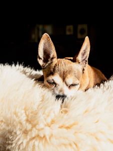 Preview wallpaper chihuahua, dog, brown, pet, sleep