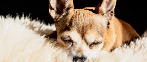 Preview wallpaper chihuahua, dog, brown, pet, sleep