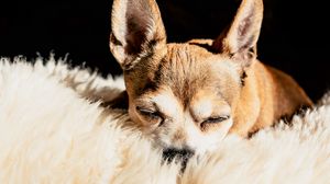 Preview wallpaper chihuahua, dog, brown, pet, sleep