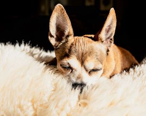 Preview wallpaper chihuahua, dog, brown, pet, sleep