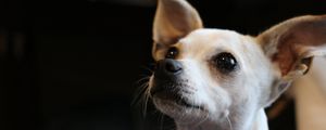 Preview wallpaper chihuahua, dog, muzzle