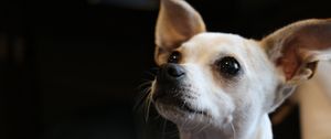 Preview wallpaper chihuahua, dog, muzzle