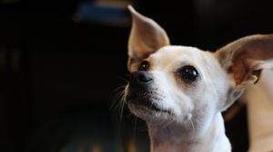 Preview wallpaper chihuahua, dog, muzzle