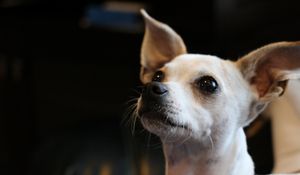 Preview wallpaper chihuahua, dog, muzzle