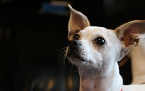 Preview wallpaper chihuahua, dog, muzzle