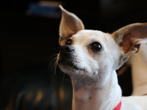 Preview wallpaper chihuahua, dog, muzzle