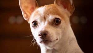 Preview wallpaper chihuahua, dog, pet, cute, cool