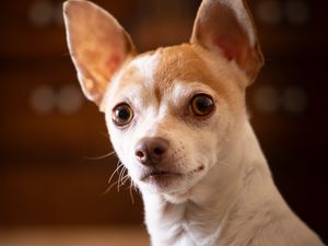 Preview wallpaper chihuahua, dog, pet, cute, cool