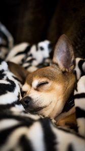 Preview wallpaper chihuahua, dog, sleep, pet, blanket