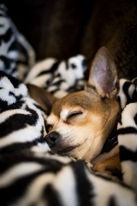 Preview wallpaper chihuahua, dog, sleep, pet, blanket