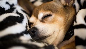 Preview wallpaper chihuahua, dog, sleep, pet, blanket