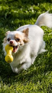 Preview wallpaper chihuahua, dog, toy, grass, walk