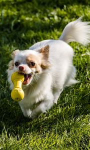 Preview wallpaper chihuahua, dog, toy, grass, walk