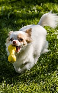 Preview wallpaper chihuahua, dog, toy, grass, walk