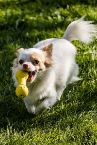 Preview wallpaper chihuahua, dog, toy, grass, walk