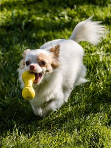 Preview wallpaper chihuahua, dog, toy, grass, walk