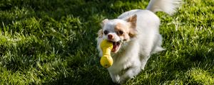 Preview wallpaper chihuahua, dog, toy, grass, walk