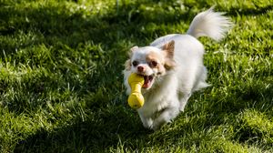Preview wallpaper chihuahua, dog, toy, grass, walk