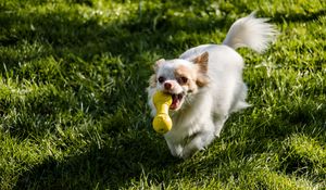 Preview wallpaper chihuahua, dog, toy, grass, walk