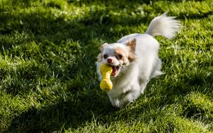 Preview wallpaper chihuahua, dog, toy, grass, walk