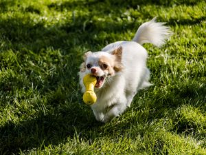 Preview wallpaper chihuahua, dog, toy, grass, walk