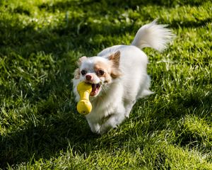 Preview wallpaper chihuahua, dog, toy, grass, walk