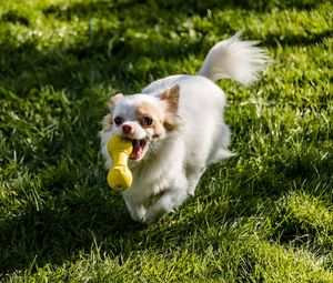 Preview wallpaper chihuahua, dog, toy, grass, walk