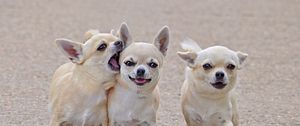 Preview wallpaper chihuahua, three, friends, comrades, dog, walk