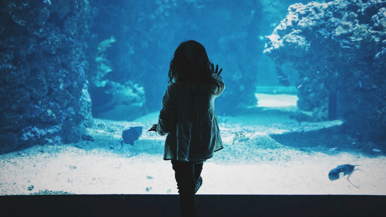 Wallpaper child, aquarium, back, dark, touch