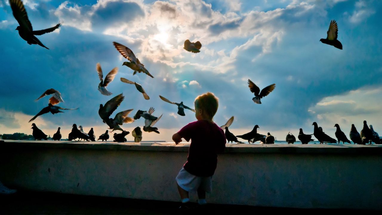 Wallpaper child, pigeons, birds, flying, hobby