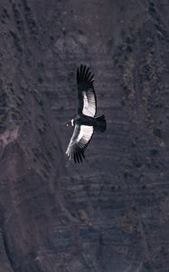 Preview wallpaper chilean condor, condor, bird, predator, wings