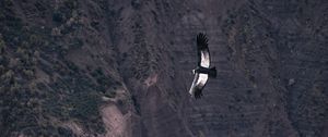 Preview wallpaper chilean condor, condor, bird, predator, wings