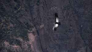 Preview wallpaper chilean condor, condor, bird, predator, wings