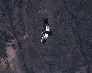 Preview wallpaper chilean condor, condor, bird, predator, wings