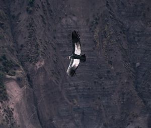 Preview wallpaper chilean condor, condor, bird, predator, wings