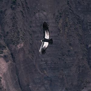 Preview wallpaper chilean condor, condor, bird, predator, wings