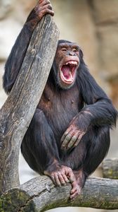 Preview wallpaper chimpanzee, monkey, animal, branch, nature