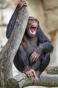 Preview wallpaper chimpanzee, monkey, animal, branch, nature