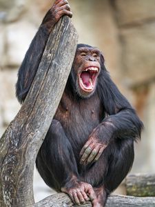 Preview wallpaper chimpanzee, monkey, animal, branch, nature