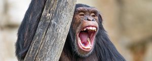 Preview wallpaper chimpanzee, monkey, animal, branch, nature