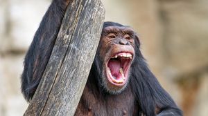 Preview wallpaper chimpanzee, monkey, animal, branch, nature