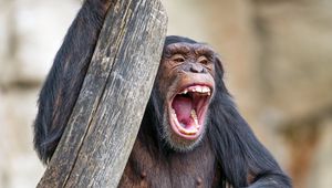 Preview wallpaper chimpanzee, monkey, animal, branch, nature
