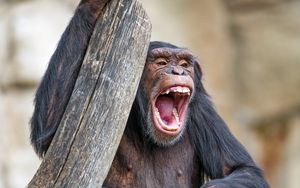 Preview wallpaper chimpanzee, monkey, animal, branch, nature