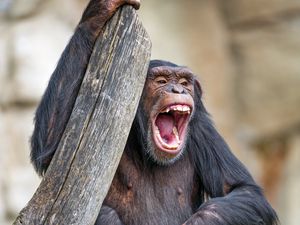 Preview wallpaper chimpanzee, monkey, animal, branch, nature