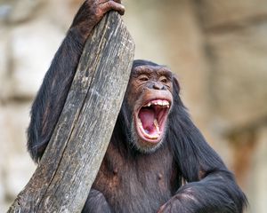 Preview wallpaper chimpanzee, monkey, animal, branch, nature