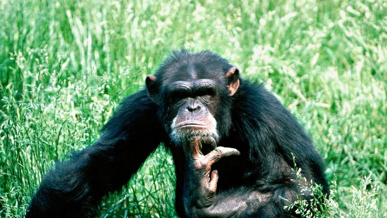 Wallpaper chimpanzees, reflections, grass, sit