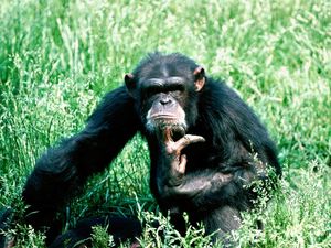 Preview wallpaper chimpanzees, reflections, grass, sit