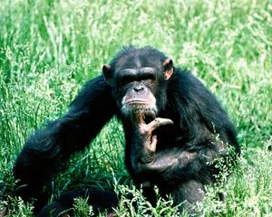 Preview wallpaper chimpanzees, reflections, grass, sit