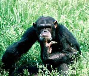 Preview wallpaper chimpanzees, reflections, grass, sit