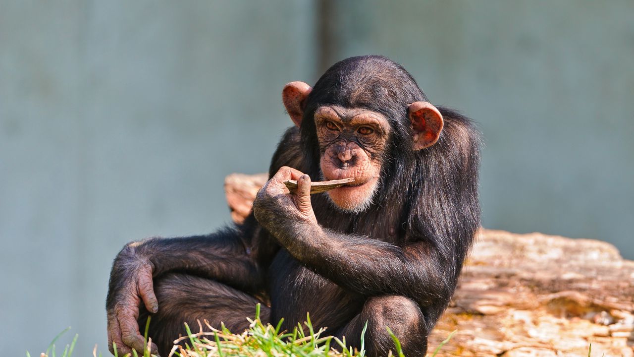 Wallpaper chimpanzees, small, sit